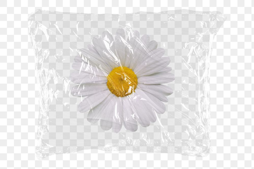 Daisy flower png plastic packaging sticker, transparent background