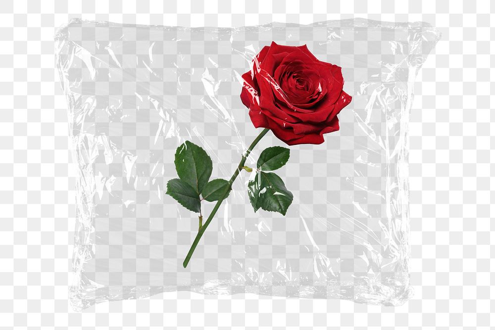 Red rose png plastic packaging sticker, transparent background