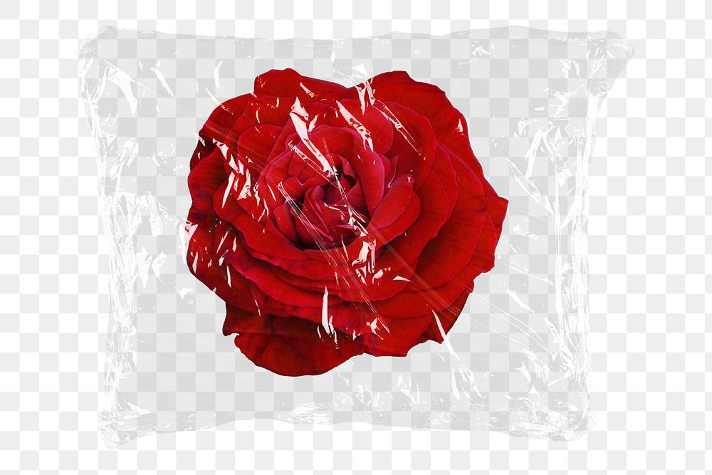 Red rose png plastic packaging sticker, transparent background