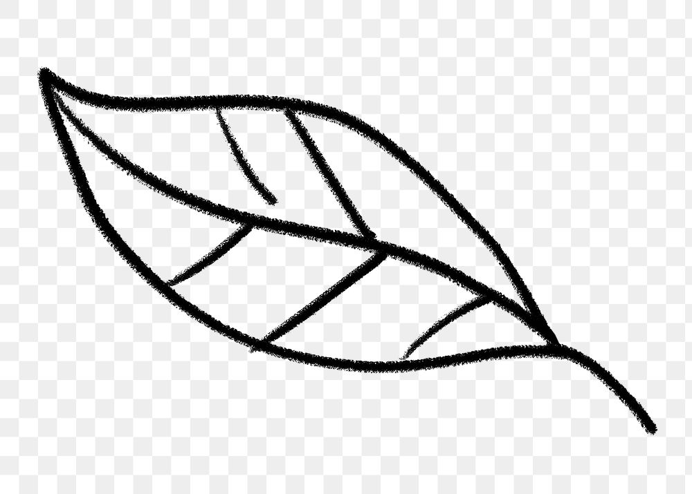 Simple leaf png doodle sticker, botanical transparent background