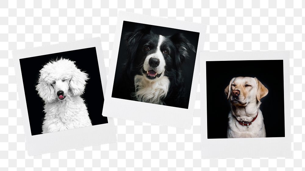 Dogs, pet portraits png sticker, instant photo film on transparent background