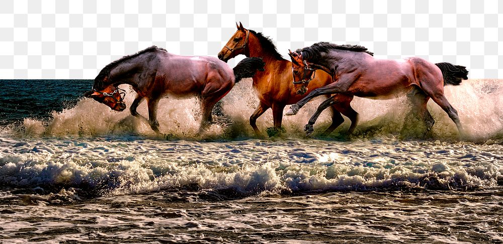 Horses border png, enjoying a beach, animal collage element, transparent background