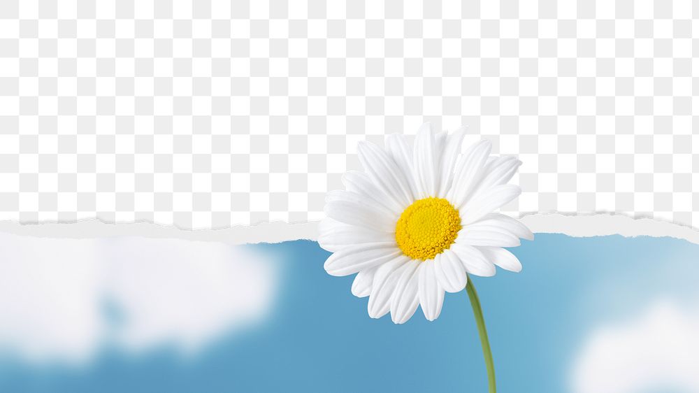 Daisy border png, ripped paper texture, transparent background