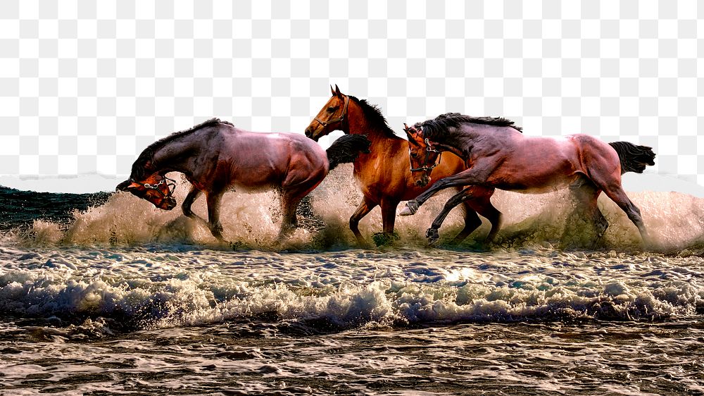 PNG horses border, ripped paper texture, transparent background