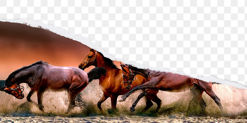 PNG ripped paper border, horses in water, transparent background