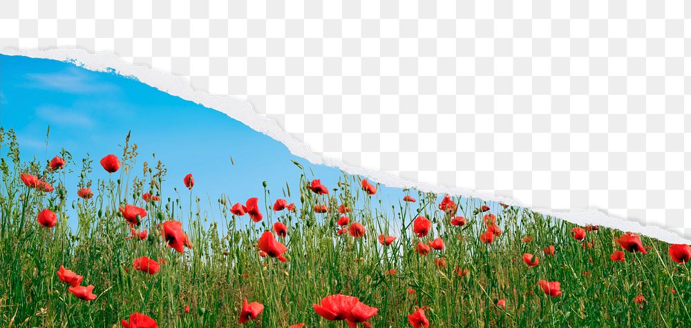 PNG spring flower border, ripped paper, red poppies, transparent background