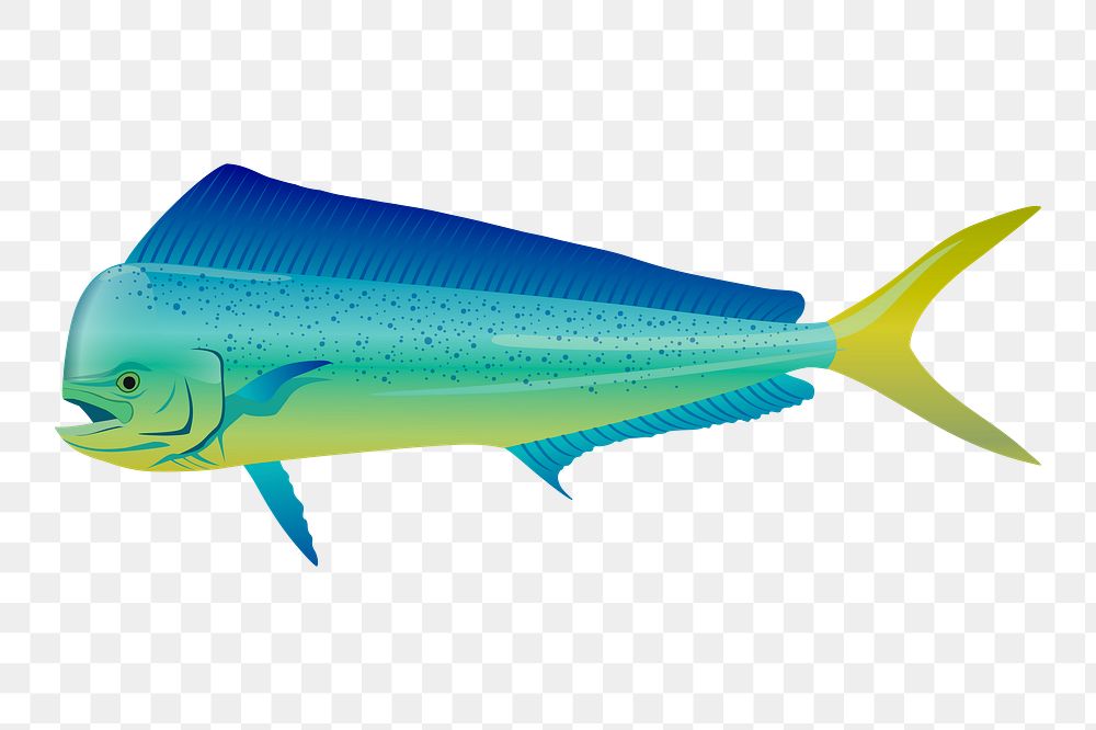 Mahi Mahi png fish sticker, sea life illustration on transparent background. Free public domain CC0 image.