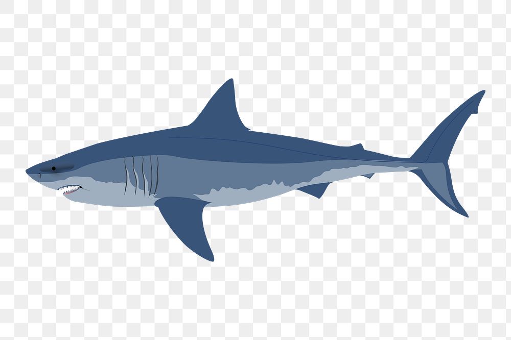 Png great white shark sticker, sea life illustration on transparent background. Free public domain CC0 image.