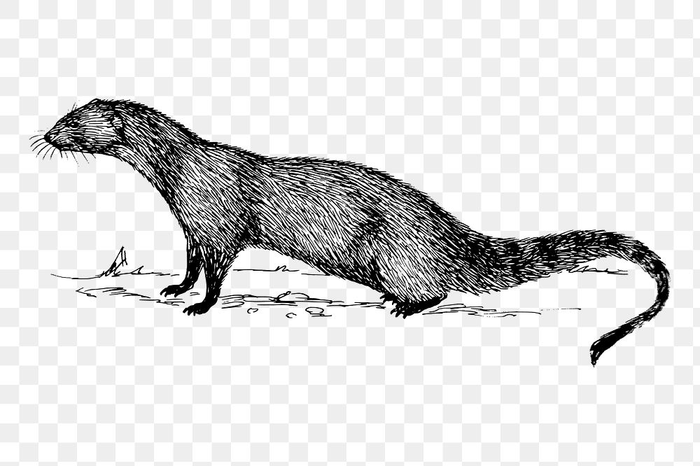 Mongoose png sticker, vintage animal illustration on transparent background. Free public domain CC0 image.