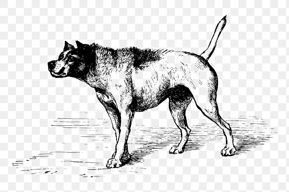 Dog png sticker, vintage animal illustration on transparent background. Free public domain CC0 image.