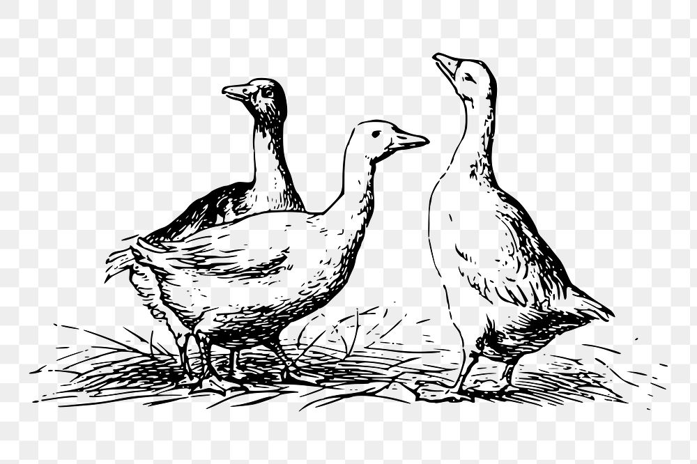 Ducks, gooses png sticker, vintage animal illustration on transparent background. Free public domain CC0 image.