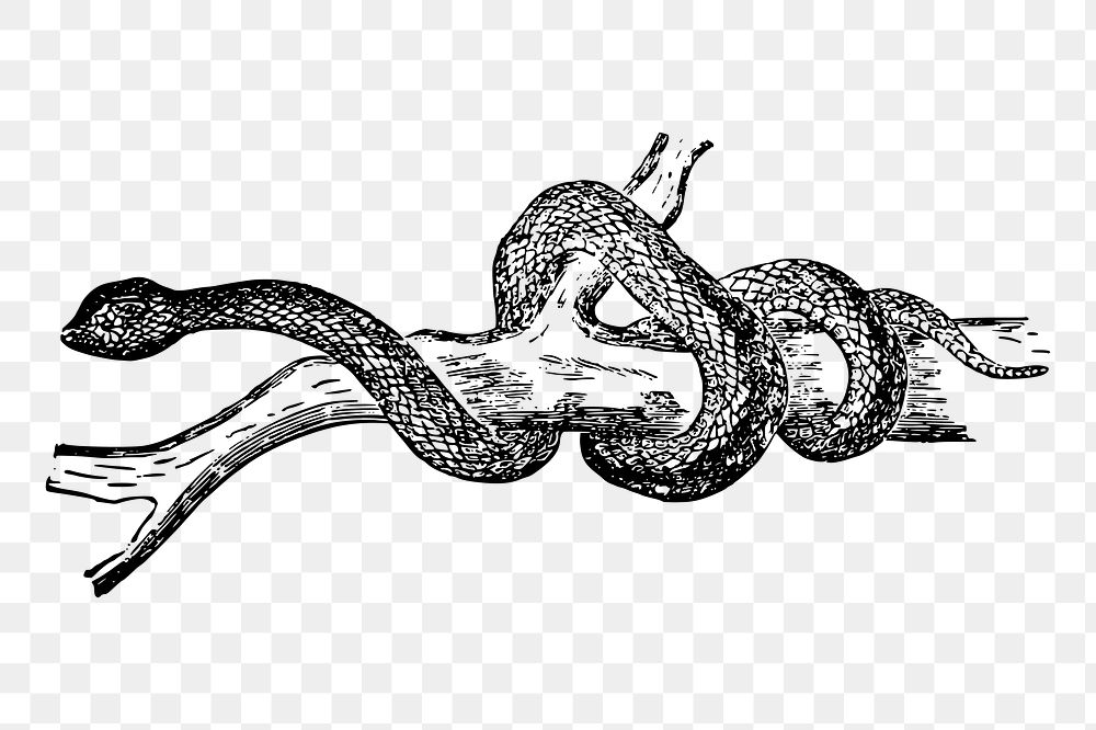 Snake png sticker, vintage animal illustration on transparent background. Free public domain CC0 image.