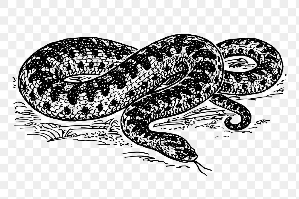 Snake png sticker animal illustration, transparent background. Free public domain CC0 image.