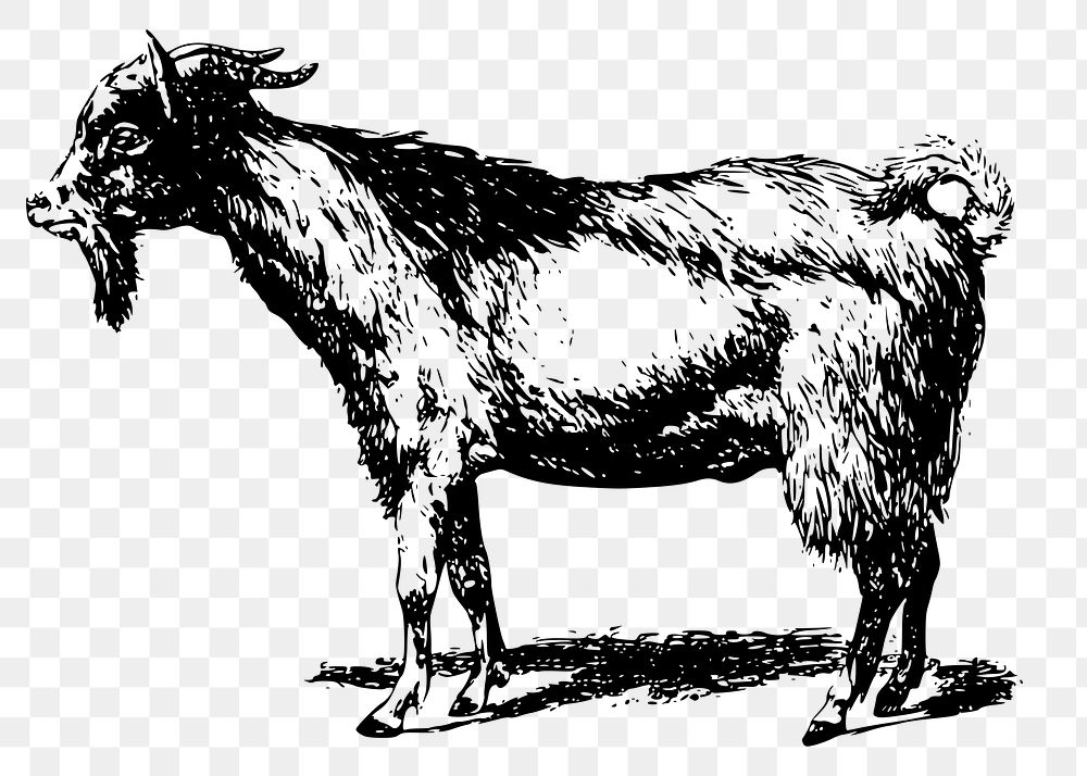 Goat png sticker farm animal illustration, transparent background. Free public domain CC0 image.