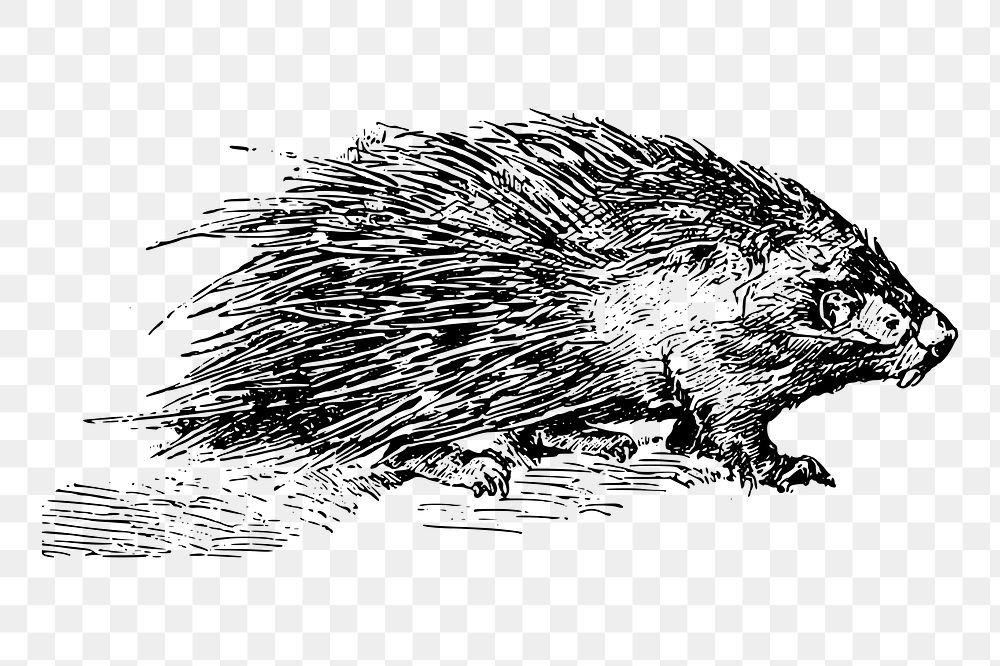 Porcupine png sticker rodent animal illustration, transparent background. Free public domain CC0 image.