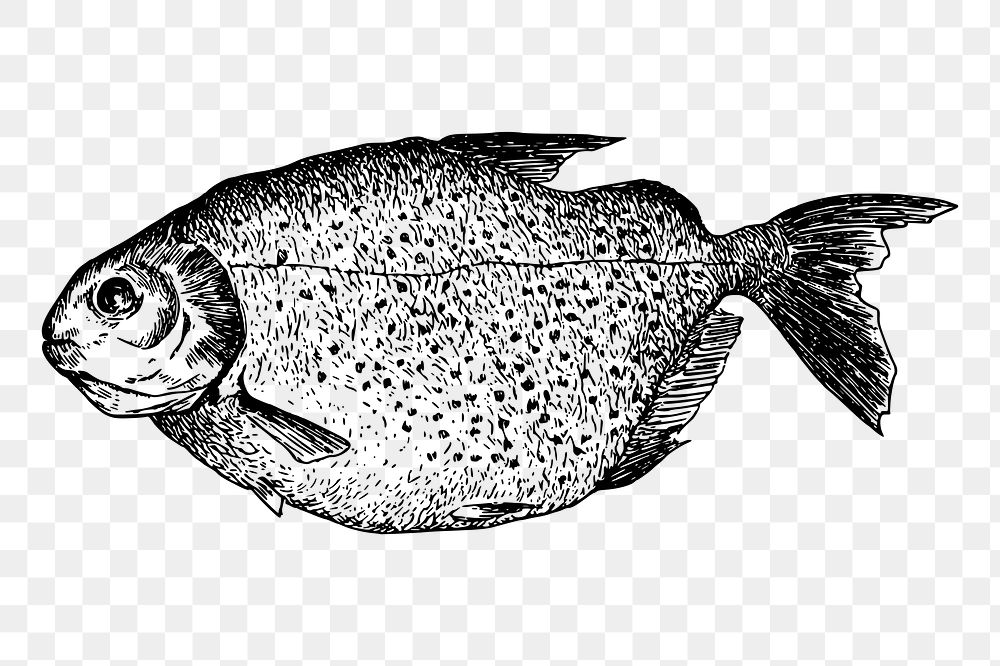 Mereschu fish png sticker vintage illustration, transparent background. Free public domain CC0 image.