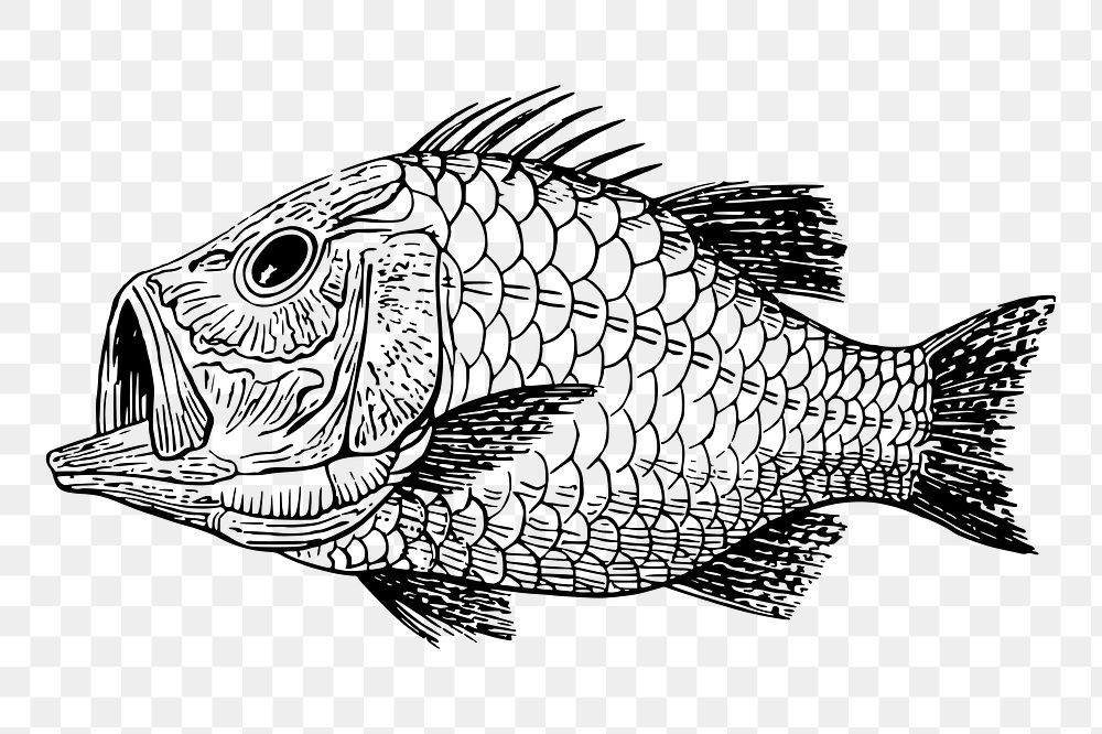 Fish fossil png sticker extinct animal illustration, transparent background. Free public domain CC0 image.
