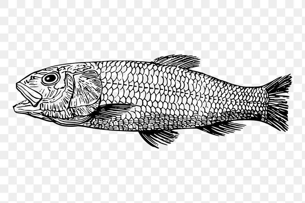 Sea fish png sticker extinct animal illustration, transparent background. Free public domain CC0 image.