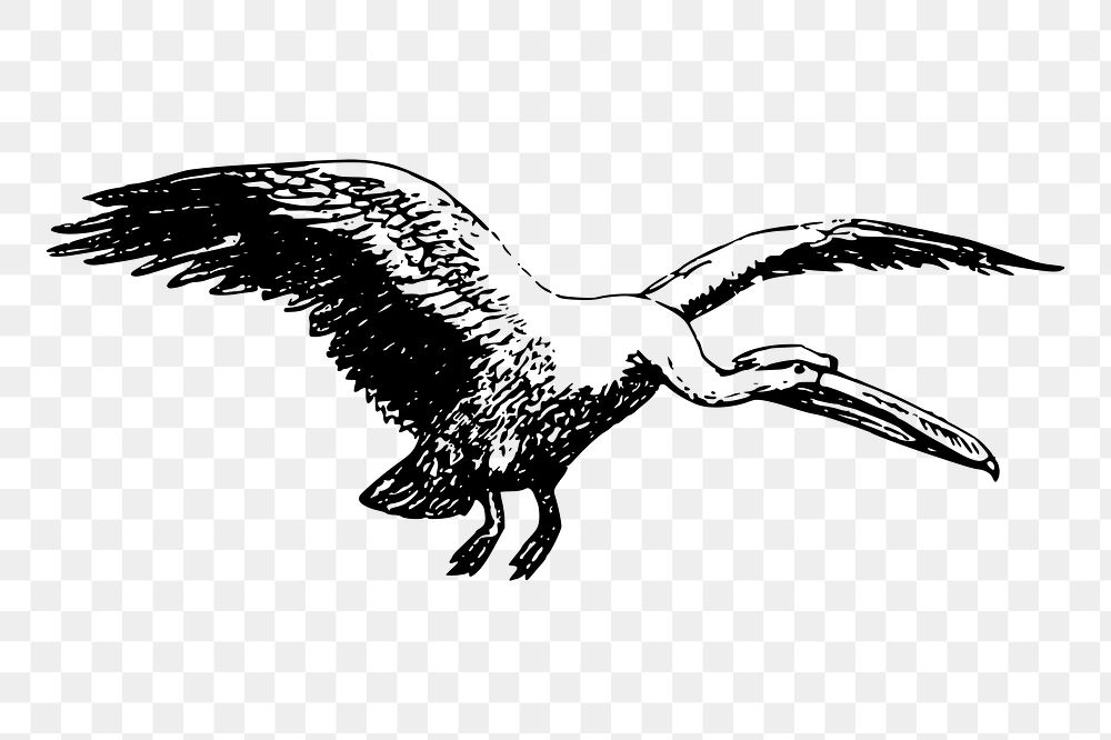 Flying pelican png sticker bird illustration, transparent background. Free public domain CC0 image.
