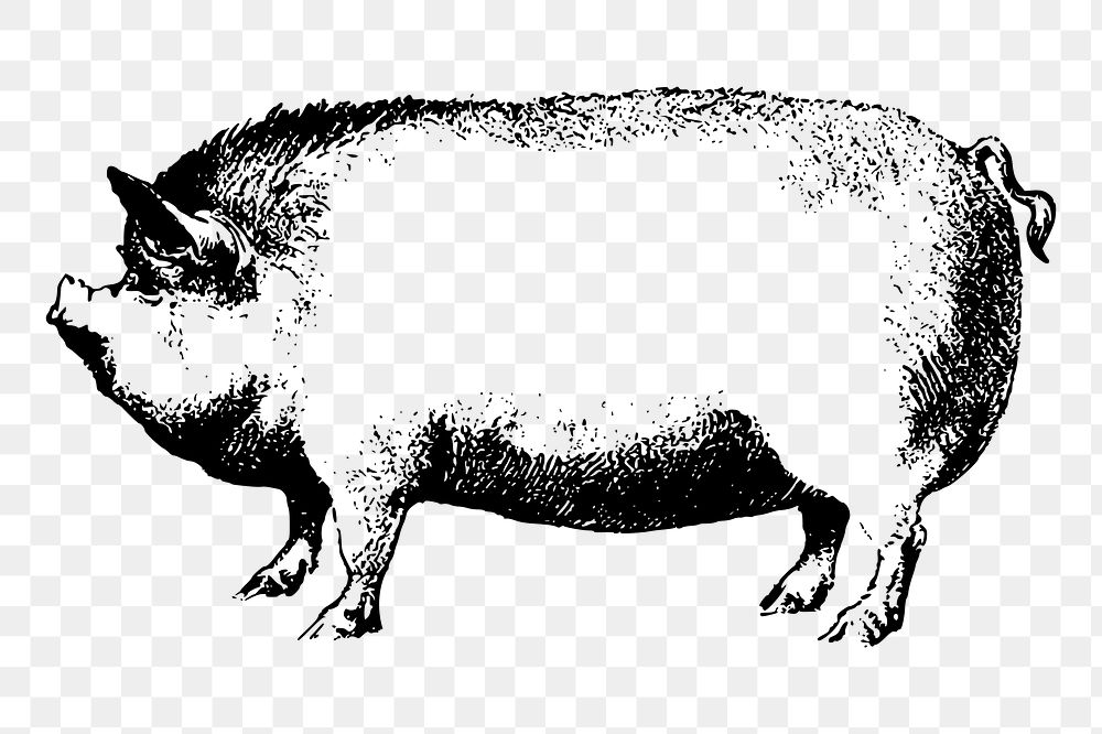 Pig png sticker farm animal illustration, transparent background. Free public domain CC0 image.
