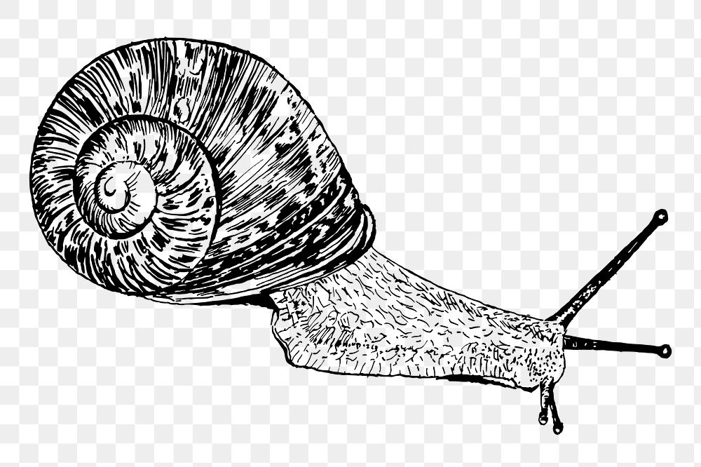 Snail png sticker illustration, transparent background. Free public domain CC0 image.