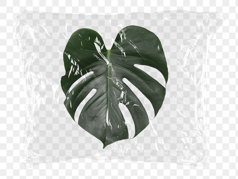 Monstera leaf png plastic bag sticker, botanical concept art on transparent background