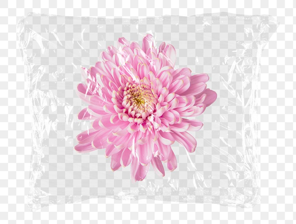 Pink chrysanthemum png flower plastic bag sticker, Spring concept art on transparent background