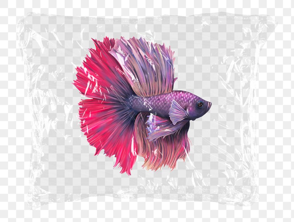 Siamese fighting png fish plastic bag sticker, fish concept art on transparent background
