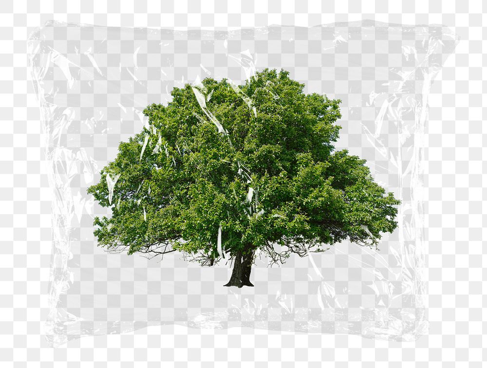 Lone tree png plastic bag sticker, nature, environment concept art on transparent background