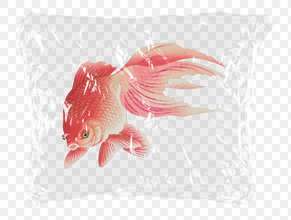 Pink goldfish png plastic bag sticker, animal concept art on transparent background