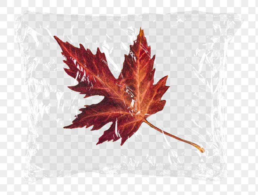 Maple leaf png plastic bag sticker, Autumn aesthetic concept art on transparent background