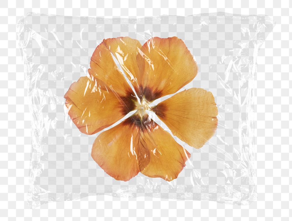 Png dried yellow anemone flower plastic bag sticker, Autumn concept art on transparent background
