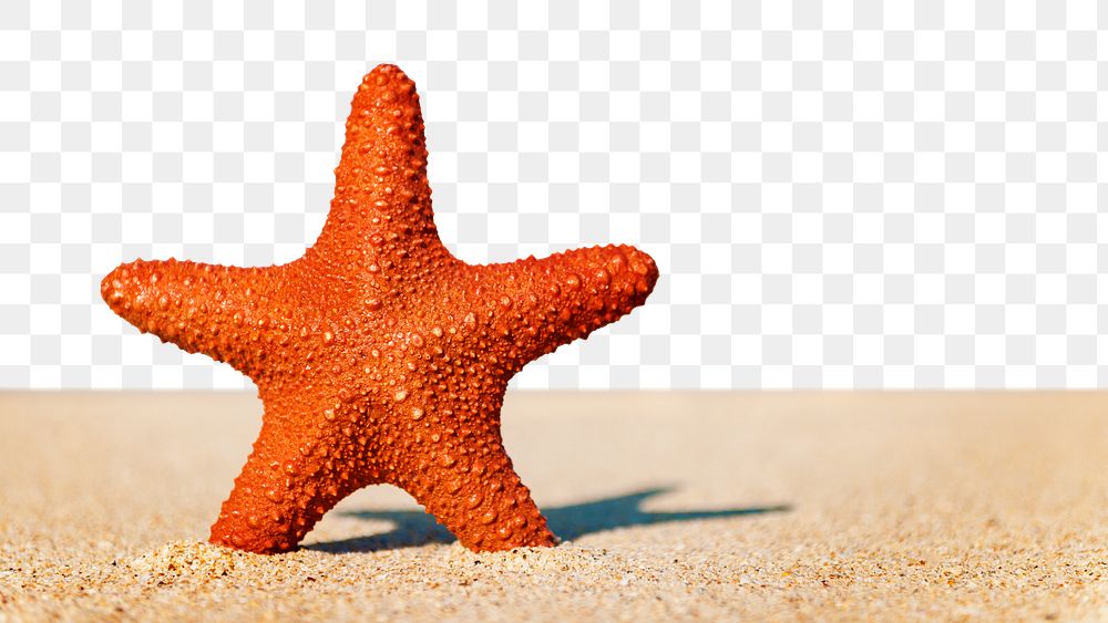 Starfish png border, beach sand, transparent background