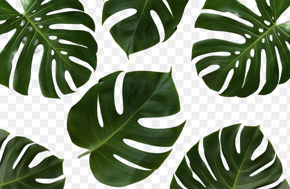 Monstera leaf png, overlay in transparent background