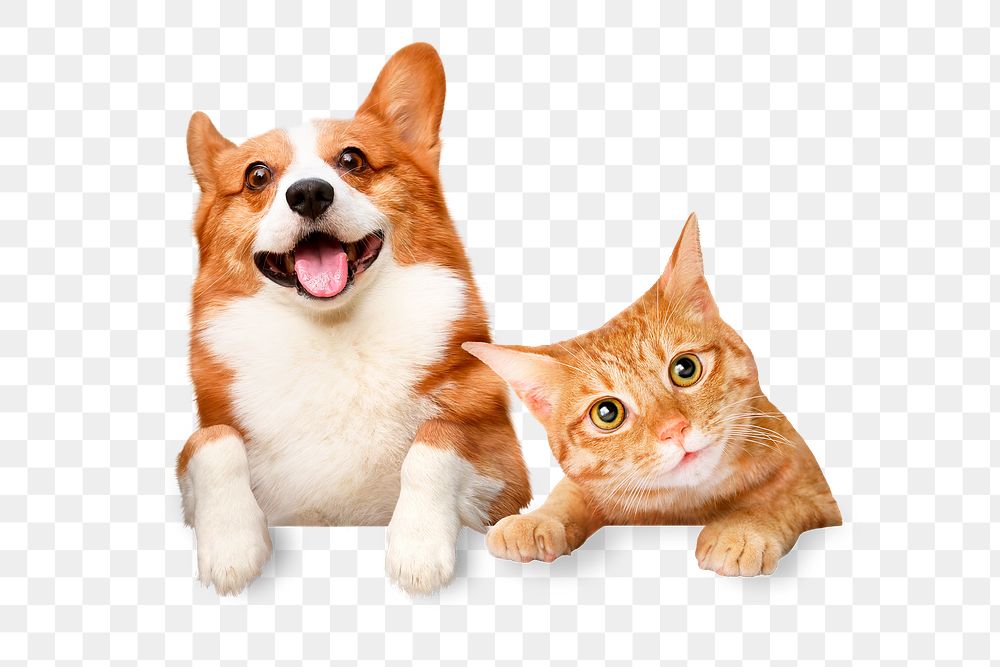 Png cat and dog sticker, pet image on transparent background