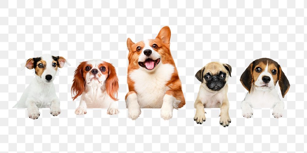 Cute dogs png sticker, pet image on transparent background