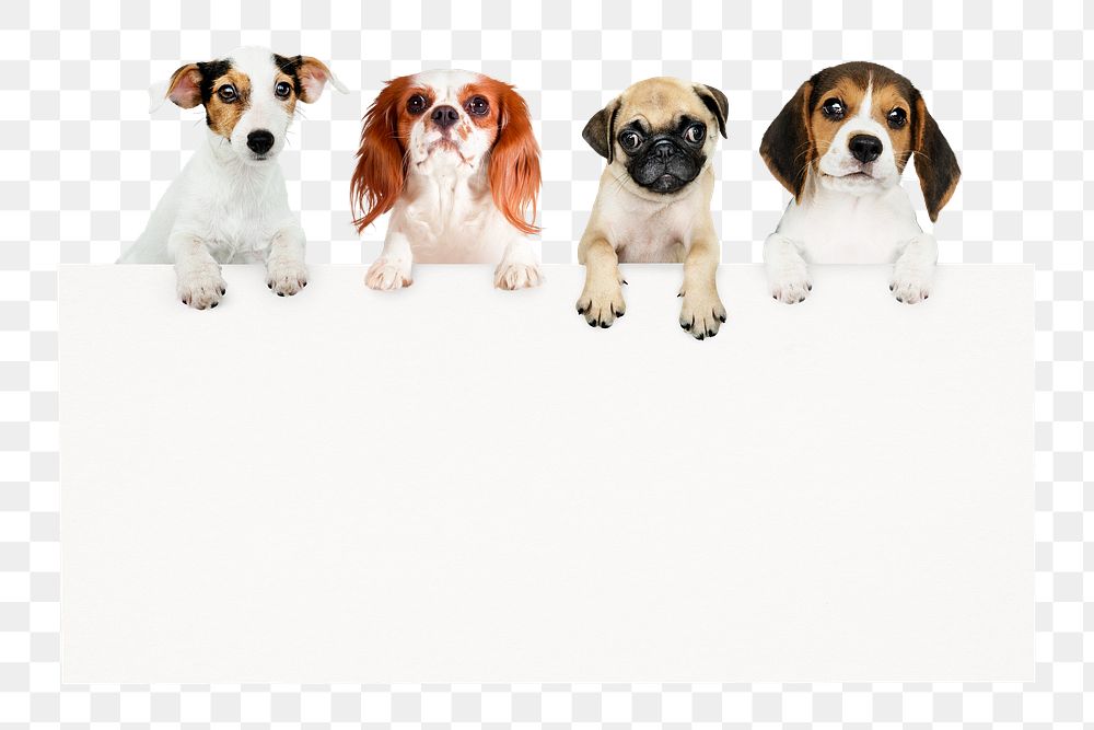 Cute dogs png frame sticker, pet animal image on transparent background
