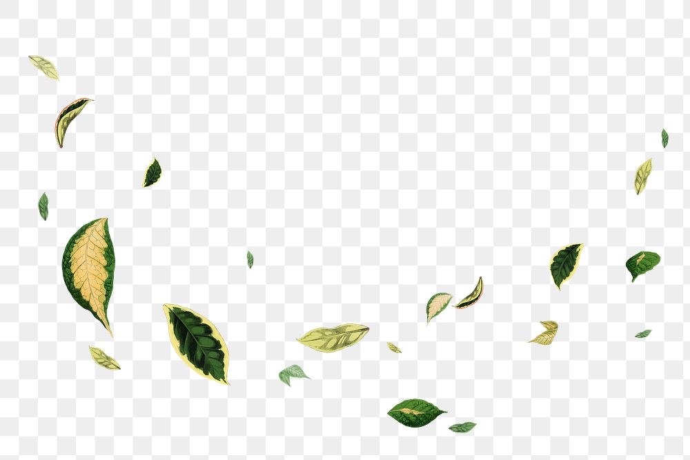 Falling leaf png sticker, botanical nature illustration on transparent background