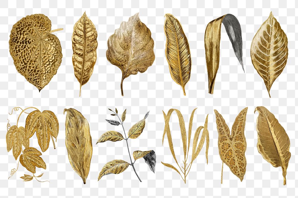 Gold leaf png sticker, aesthetic nature illustration on transparent background set