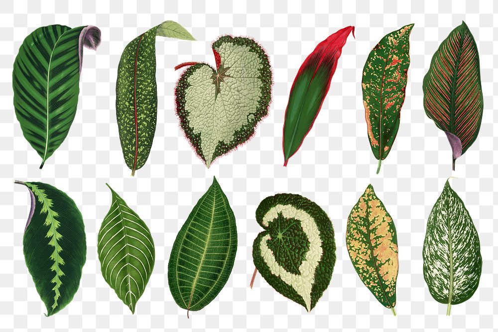 Green leaf png sticker, aesthetic nature illustration on transparent background set