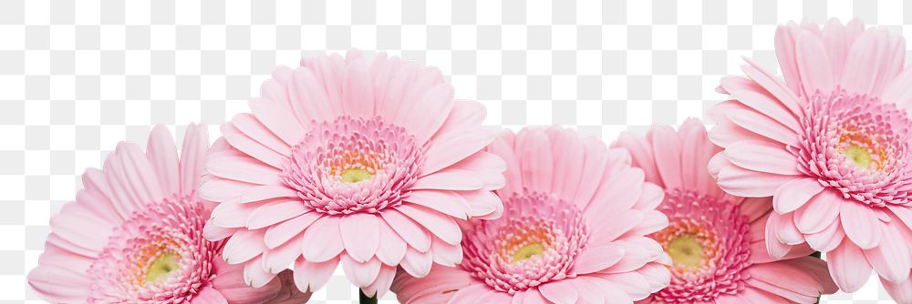 Pink daisy png border, transparent background