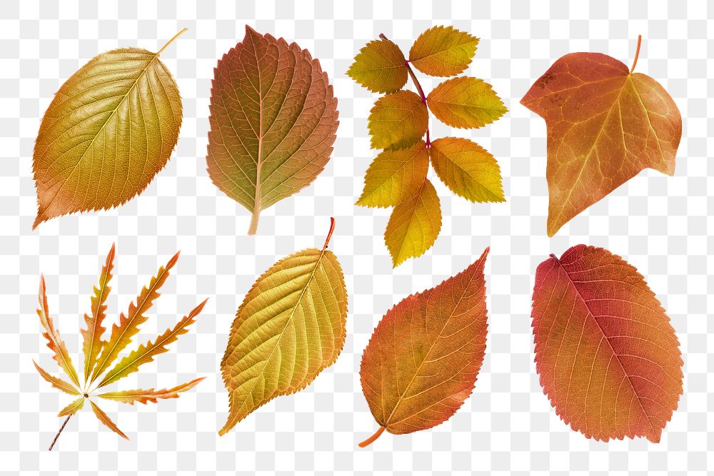 Autumn leaves png sticker, seasonal Ephemera collage elements set, transparent background