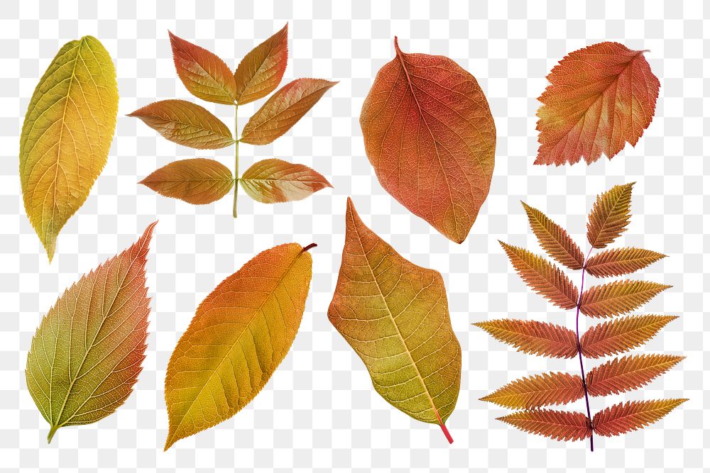 Autumn leaves png sticker, seasonal collage elements set, transparent background