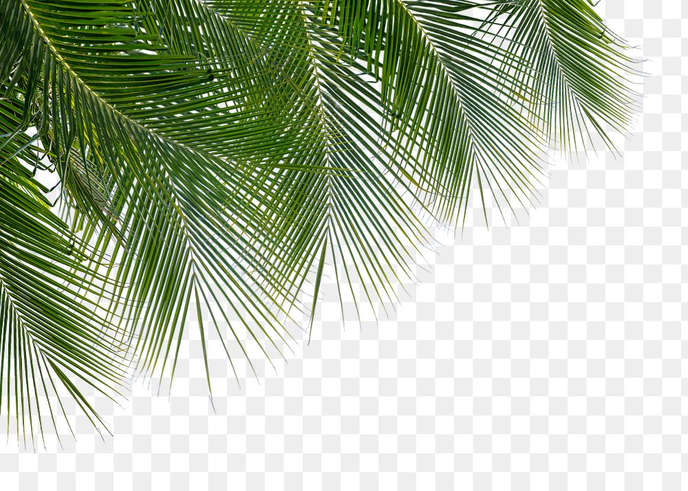 Palm leaf png border, transparent background