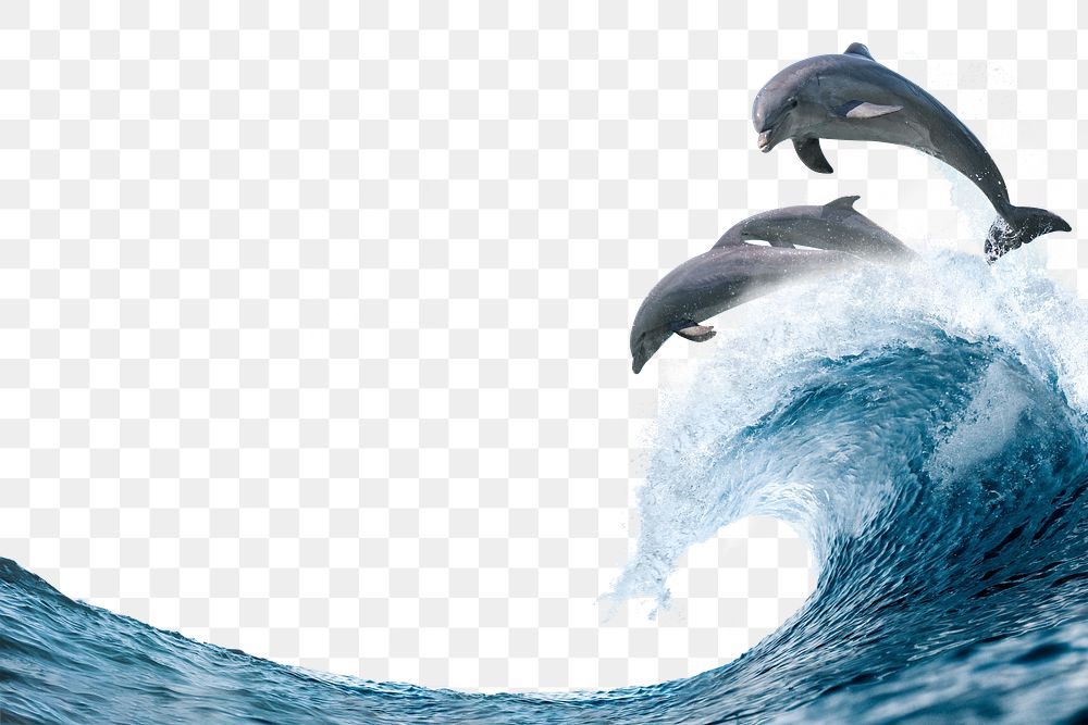 Jumping dolphins png, ocean wave border on transparent background