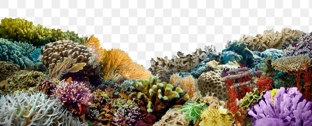 Coral reef png border, transparent background with beautiful environment photo