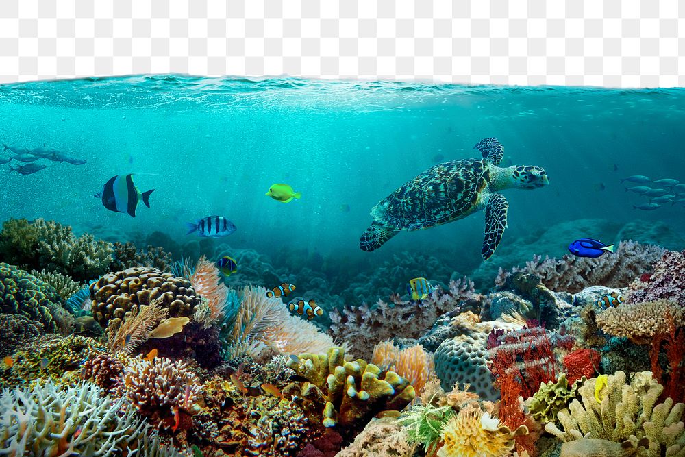 Coral reef png border, transparent background with beautiful environment photo