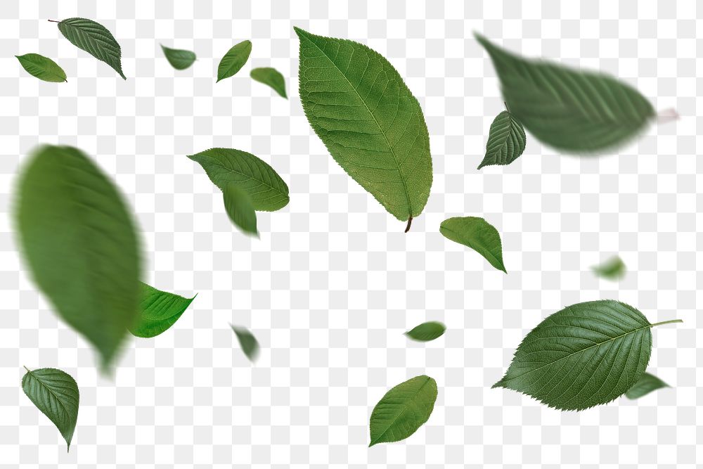 Floating leaves png sticker, cut out on transparent background