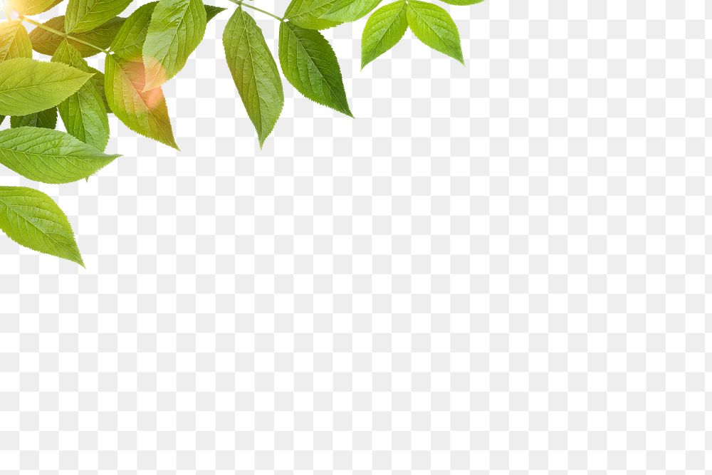 Green leaves png border, aesthetic light flare on transparent background