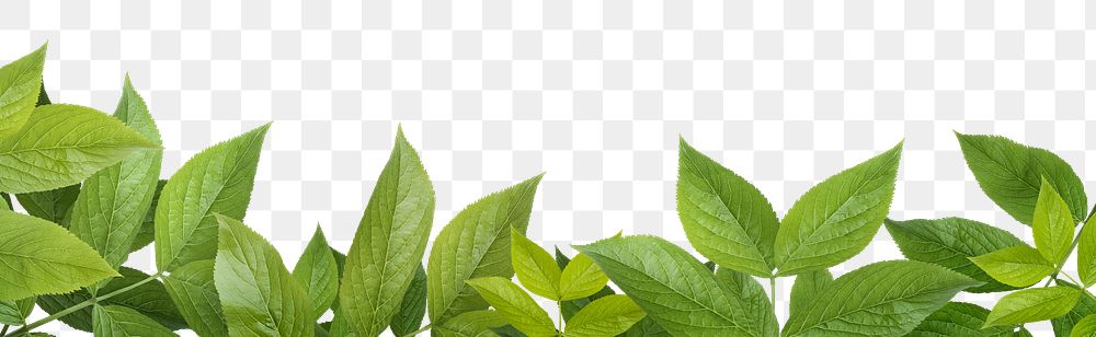 Green leaves png border, transparent background